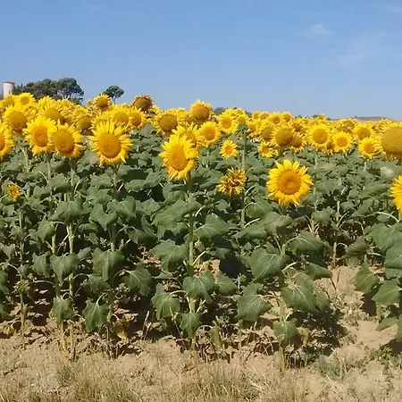 Le Petit Cinq * Brézilhac