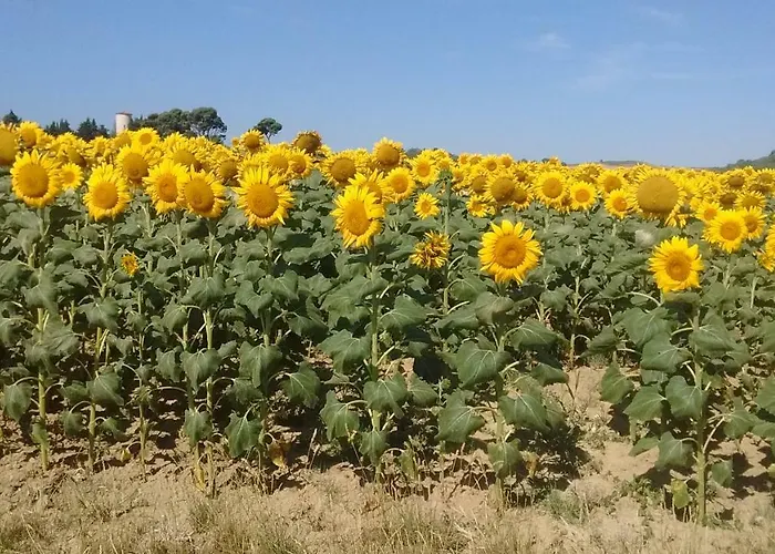 Le Petit Cinq * Brézilhac